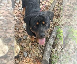 Rottweiler Dogs for adoption in Palmetto, FL, USA