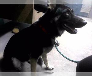 German Shepherd Dog-Unknown Mix Dogs for adoption in Tallahassee, FL, USA