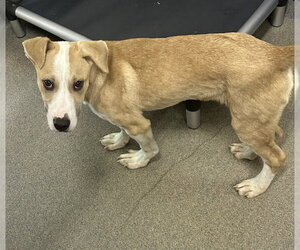 Labrador Retriever-Unknown Mix Dogs for adoption in Sterling, MA, USA