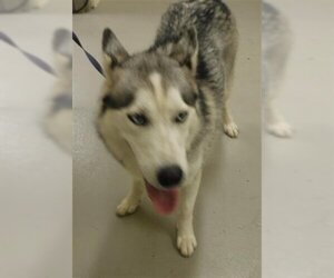 Siberian Husky Dogs for adoption in Sanford, FL, USA