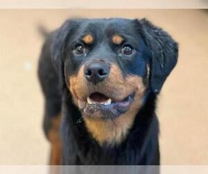Rottweiler Dogs for adoption in Martinez, CA, USA
