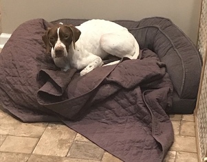 Pointer Dogs for adoption in Keyport, NJ, USA