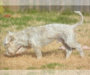 Poodle (Miniature)-Unknown Mix Dogs for adoption in Abilene, TX, USA