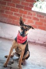 German Shepherd Dog-Unknown Mix Dogs for adoption in Lindale , TX, USA