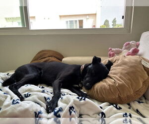 Labrador Retriever-Unknown Mix Dogs for adoption in San Diego, CA, USA