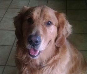 Golden Retriever Dogs for adoption in Indianapolis, IN, USA