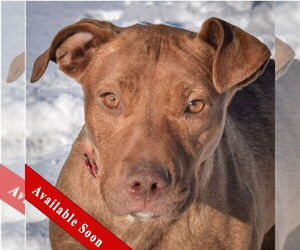 American Staffordshire Terrier-Vizsla Mix Dogs for adoption in Huntley, IL, USA
