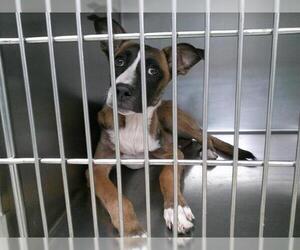 American Pit Bull Terrier-Unknown Mix Dogs for adoption in Oklahoma City, OK, USA