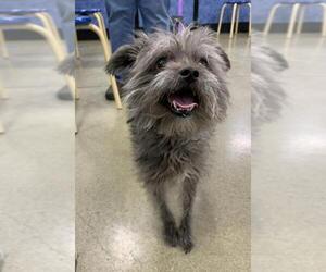 ShiChi Dogs for adoption in Batavia, OH, USA