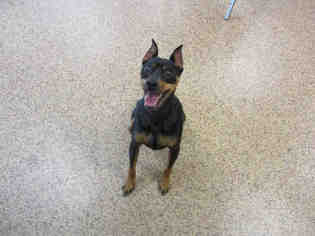 Miniature Pinscher Dogs for adoption in Springfield, MA, USA
