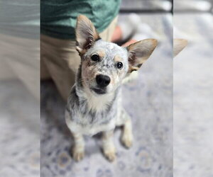 Mutt Dogs for adoption in New London, WI, USA