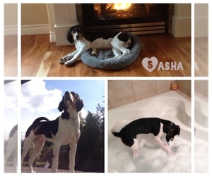 Treeing Walker Coonhound Dogs for adoption in Princeton, British Columbia, Canada