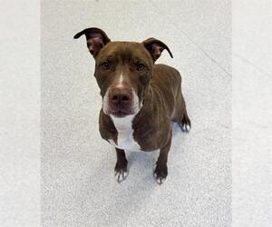 American Bulldog Dogs for adoption in Toronto, Ontario, Canada