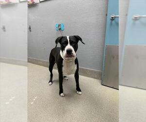 American Pit Bull Terrier-Unknown Mix Dogs for adoption in Las Vegas, NV, USA