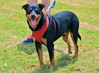 Medium Photo #1 Rottweiler-Unknown Mix Puppy For Sale in Von Ormy, TX, USA