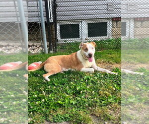 Mutt Dogs for adoption in Wenonah, NJ, USA