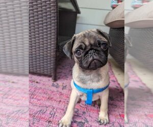 Pug Dogs for adoption in Glen Haven, WI, USA