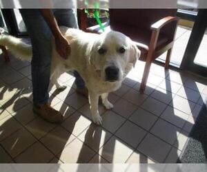 Great Pyrenees Dogs for adoption in Ocala, FL, USA