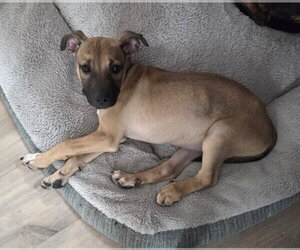 Mountain Cur-Unknown Mix Dogs for adoption in Boston, MA, USA
