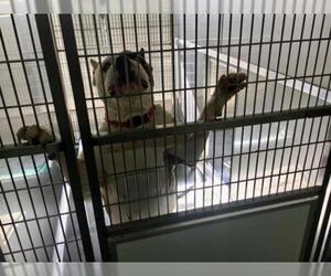 American Bulldog Dogs for adoption in Norfolk, VA, USA