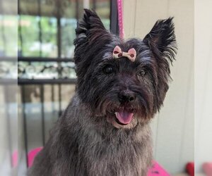 Cairn Terrier Dogs for adoption in Colorado Springs, CO, USA