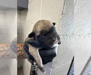 Mutt Dogs for adoption in San Bernardino, CA, USA