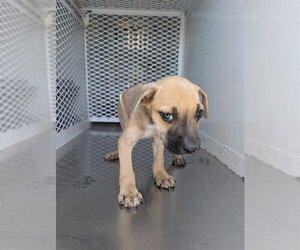 Mutt Dogs for adoption in Bakersfield, CA, USA