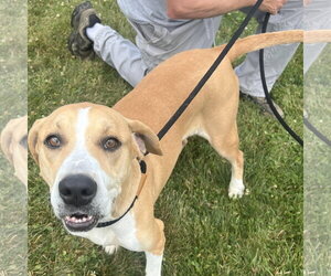 Medium Photo #3 Labrador Retriever-Unknown Mix Puppy For Sale in Rootstown, OH, USA