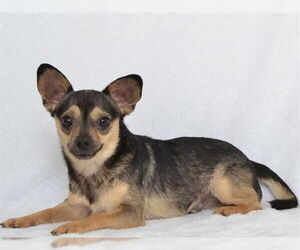 Chihuahua-Unknown Mix Dogs for adoption in Oroville, CA, USA