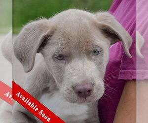 Labmaraner Dogs for adoption in Huntley, IL, USA