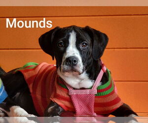 Boston Terrier-Unknown Mix Dogs for adoption in Topeka, KS, USA