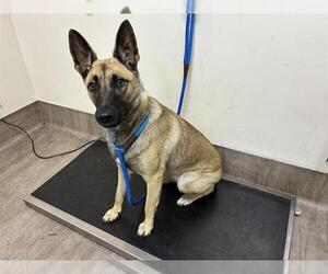 Mutt Dogs for adoption in Pasadena, CA, USA