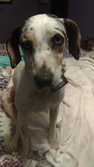 Catahoula Leopard Dog Dogs for adoption in Tampa, FL, USA