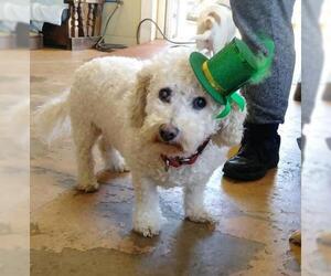 Poodle (Miniature)-Unknown Mix Dogs for adoption in Mount Juliet, TN, USA