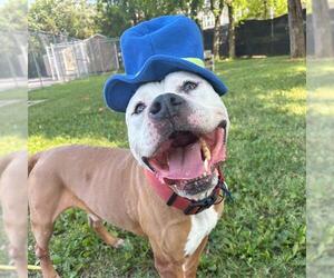 American Bulldog-Unknown Mix Dogs for adoption in Murfreesboro, TN, USA