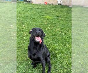 Labrador Retriever Dogs for adoption in Ogden, UT, USA