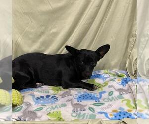 Chihuahua-Unknown Mix Dogs for adoption in Modesto, CA, USA