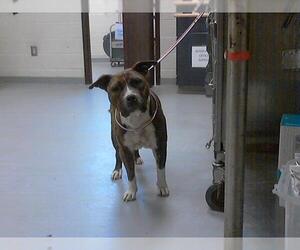 American Pit Bull Terrier Dogs for adoption in Fayetteville, NC, USA