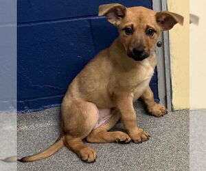 Mutt Dogs for adoption in Sterling, MA, USA