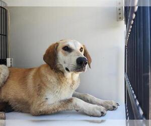 Golden Labrador Dogs for adoption in Houston, TX, USA