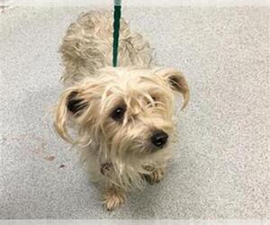 Silky Terrier Dogs for adoption in Orange, CA, USA