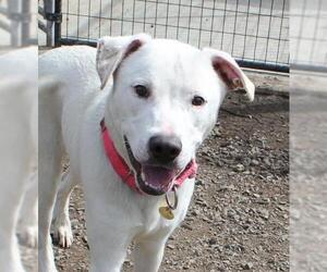 American Pit Bull Terrier-Great Pyrenees Mix Dogs for adoption in Priest River, ID, USA