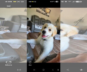 Medium Photo #4 Great Pyrenees-Unknown Mix Puppy For Sale in Dallas, TX, USA