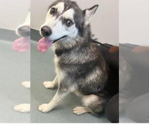 Siberian Husky Dogs for adoption in Baytown, TX, USA
