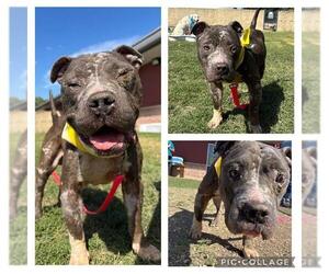 American Staffordshire Terrier-Unknown Mix Dogs for adoption in San Antonio, TX, USA
