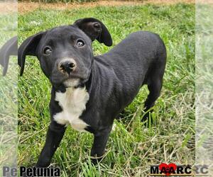 Mutt Dogs for adoption in Maryville, TN, USA