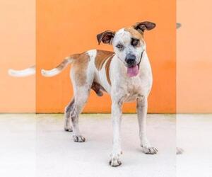 Mutt Dogs for adoption in Fort Lauderdale, FL, USA