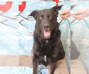 German Shepherd Dog-Unknown Mix Dogs for adoption in South Lake Tahoe, CA, USA
