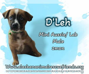 Sheprador Dogs for adoption in Anchorage, AK, USA