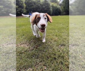 Brittany-Unknown Mix Dogs for adoption in Curwensville, PA, USA